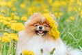 A beautiful fluffy dog Ã¢â¬â¹Ã¢â¬â¹sits among flowers with a wreath on his head and smiles. Royalty Free Stock Photo